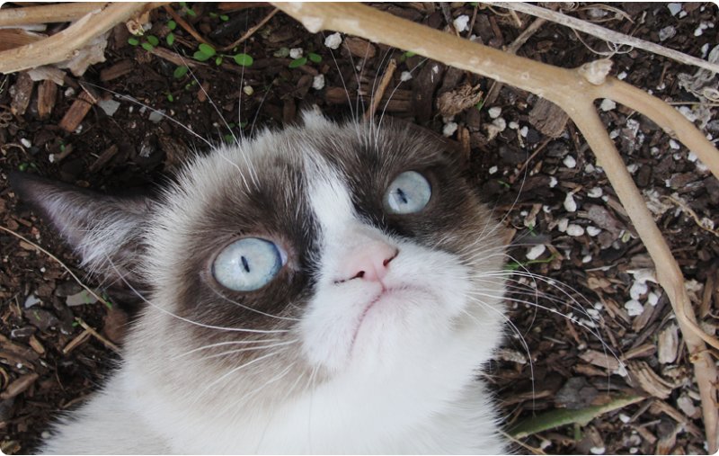 Кота держат Мем