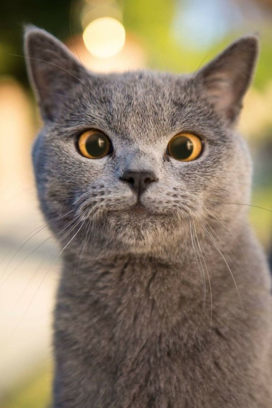 Аарон Энималс принц Майкл