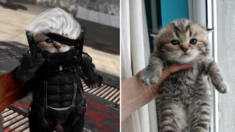 Хмурый котенок которого держат на руках