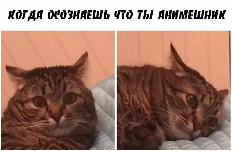 Котенок держится за голову Мем