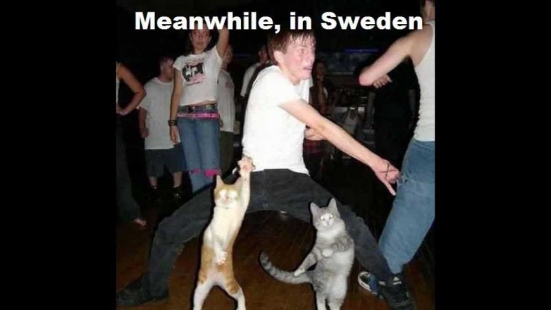 Коты на дискотеке