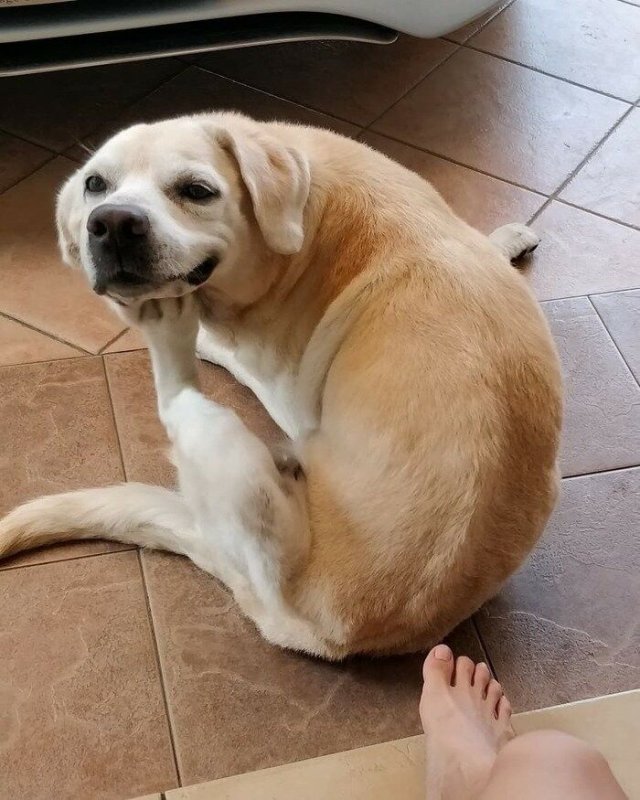 Смешные собаки