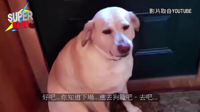 Собака смущается