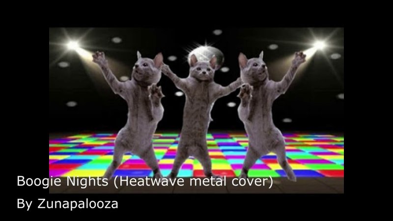 Кот дискотека