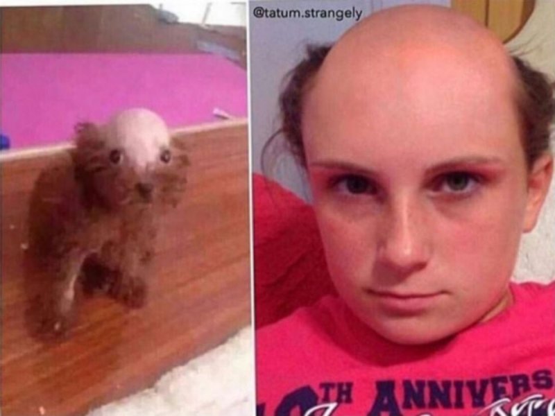 Бритая голова собаки