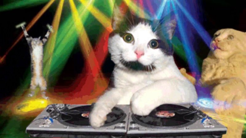 Котик на вечеринке