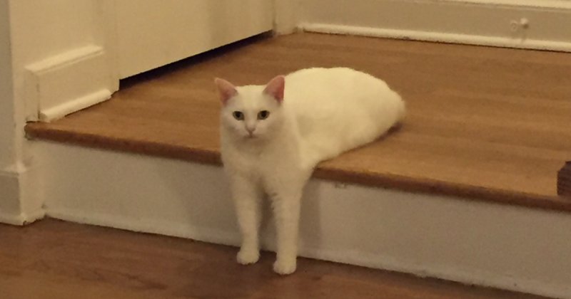 Мемы с белым котом