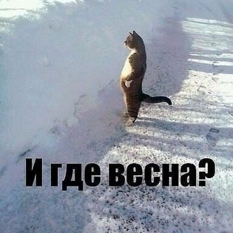 Мемы про весну