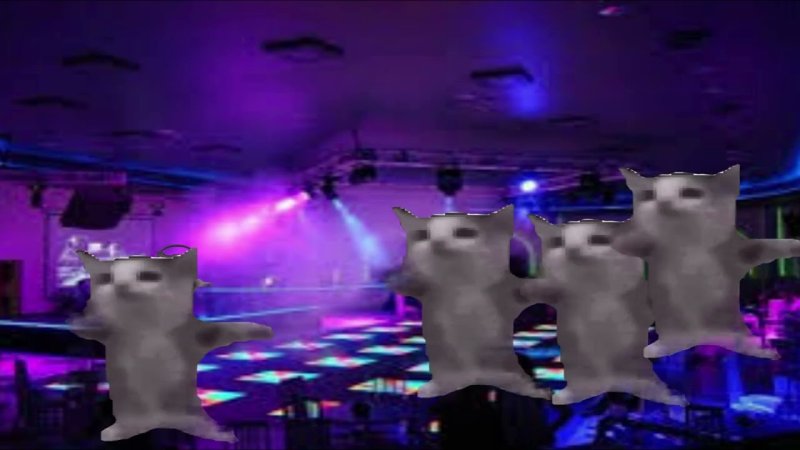 Дискотека котов