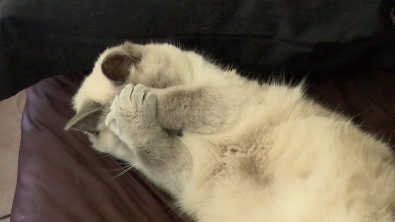 Кот закрывает лапой морду