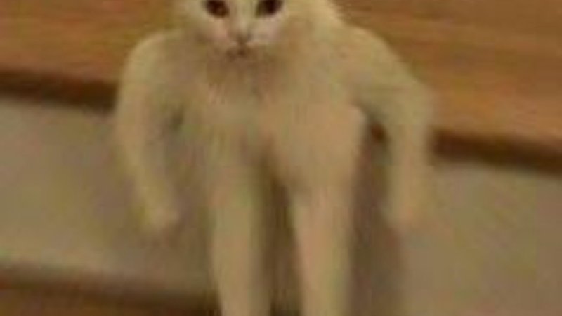 Кот с руками Мем