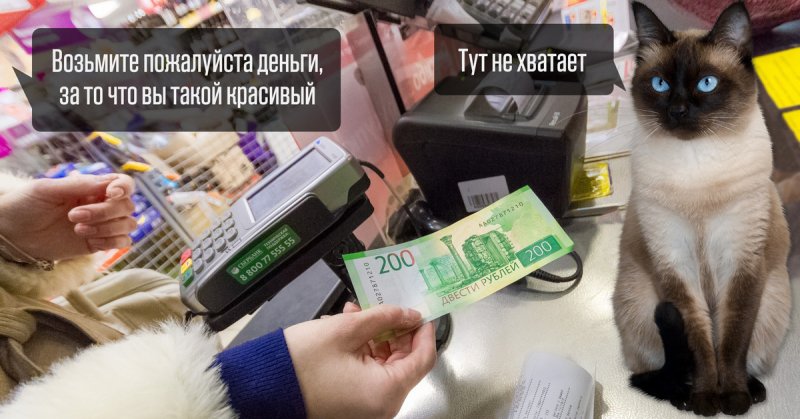 Возьму кота за деньги