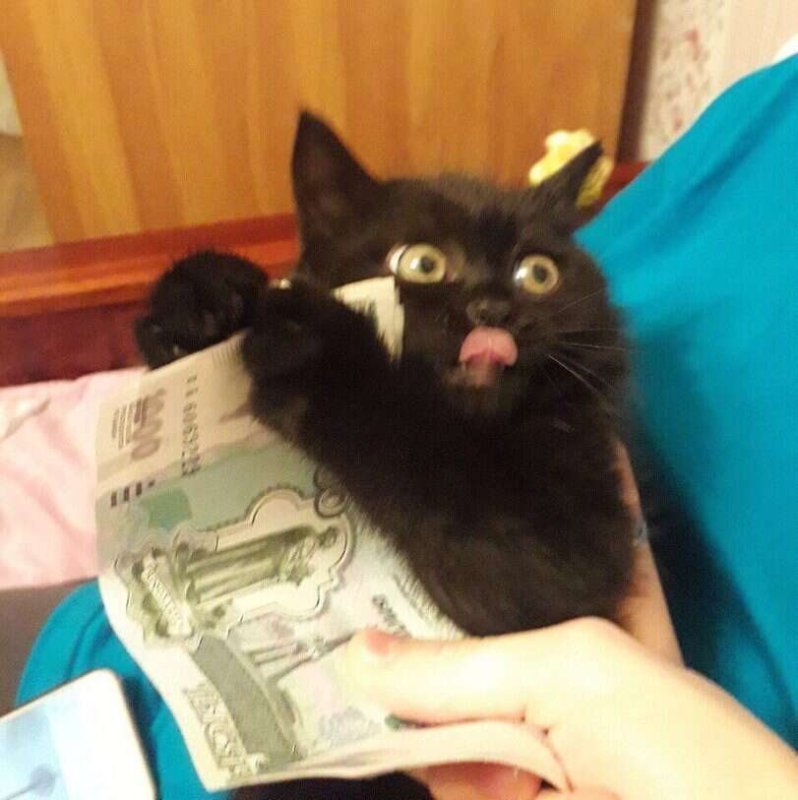 Черная кошка с деньгами