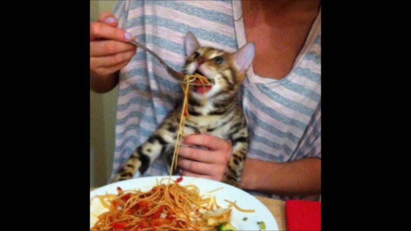 Кота кормят макаронами