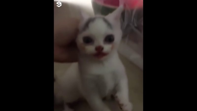 Котенок ест Арбуз Мем