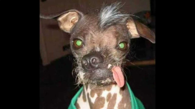 Страшные маленькие собаки