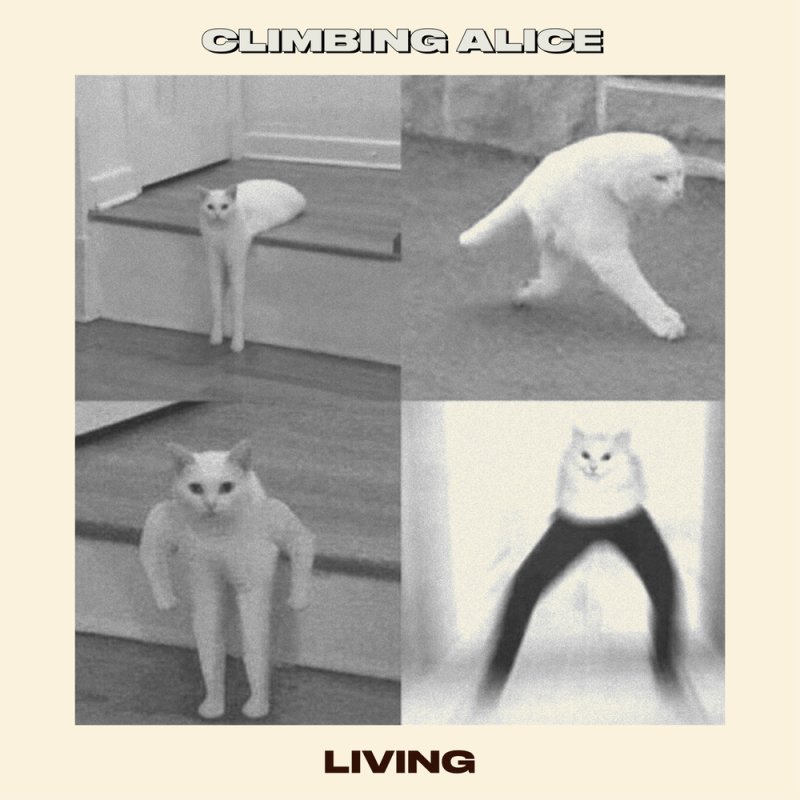 Популярные мемы с котами