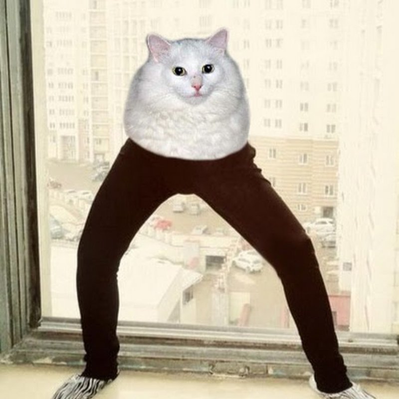 Кот в штанах