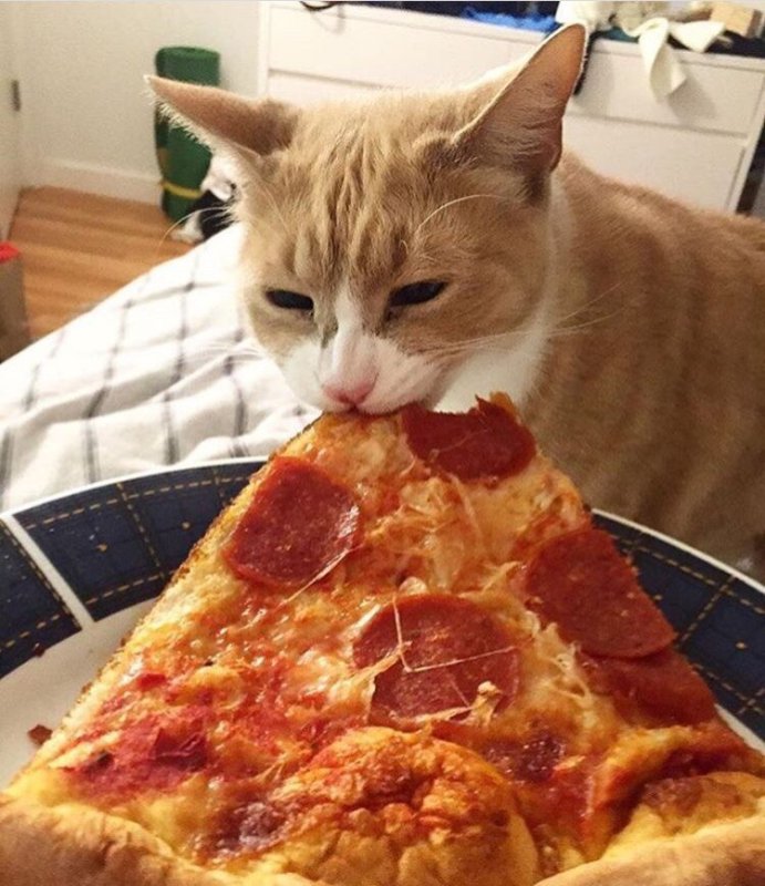 Кот ест пиццу