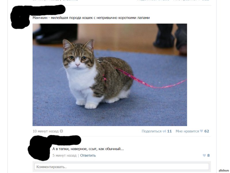 Кот с заниженными лапами