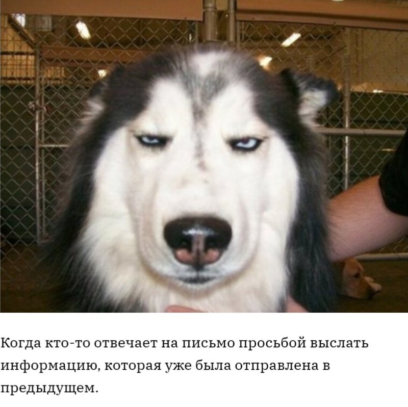 Собака осуждающая