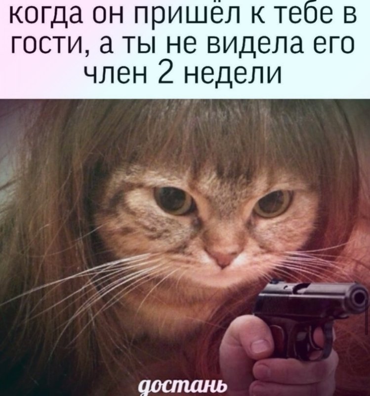 Кота вытаскивают Мем