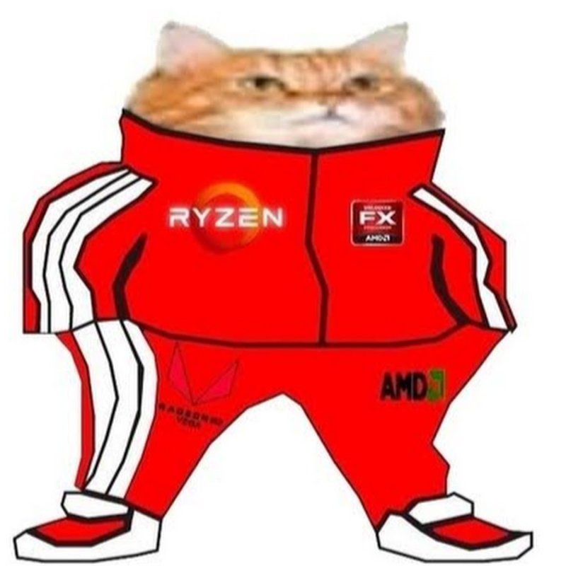 Кот в спортивном костюме