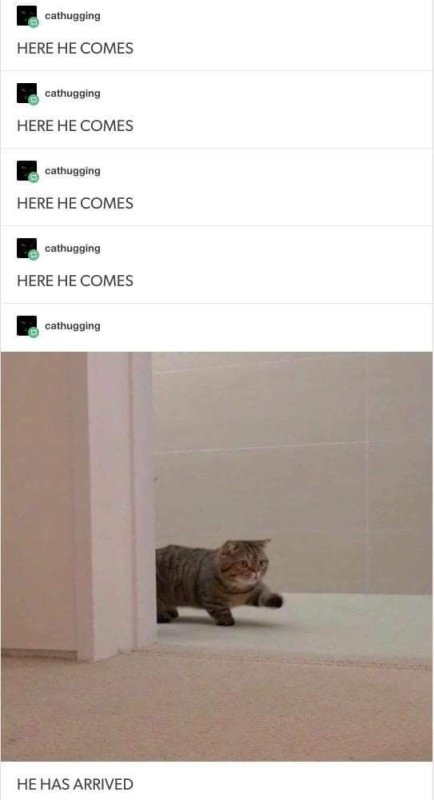 Мемы с котиками