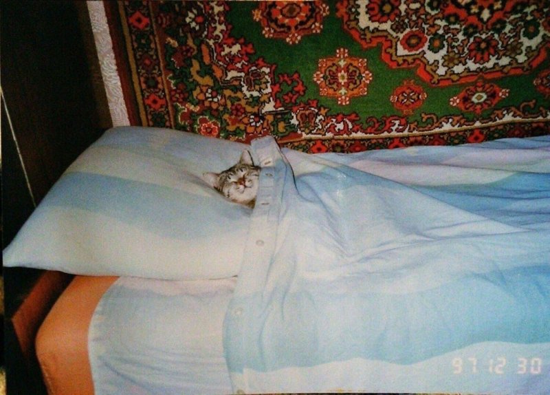 Кот спит в одеяле