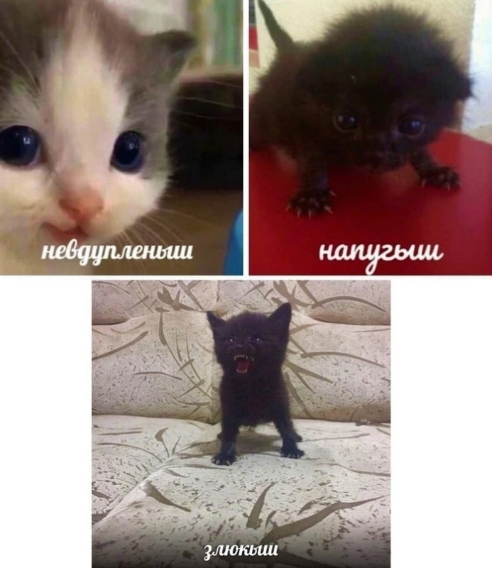 Мемы с котиками