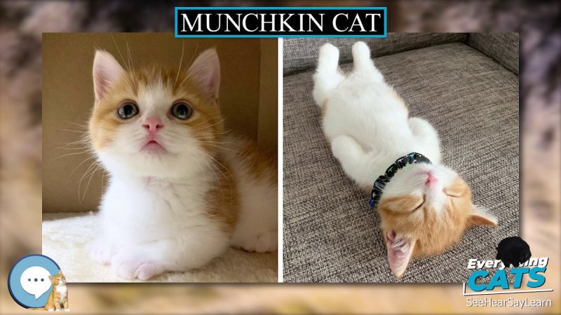 Манчкин кошка рыжая