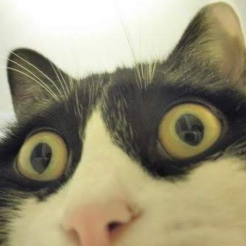 Коты мемы на аву