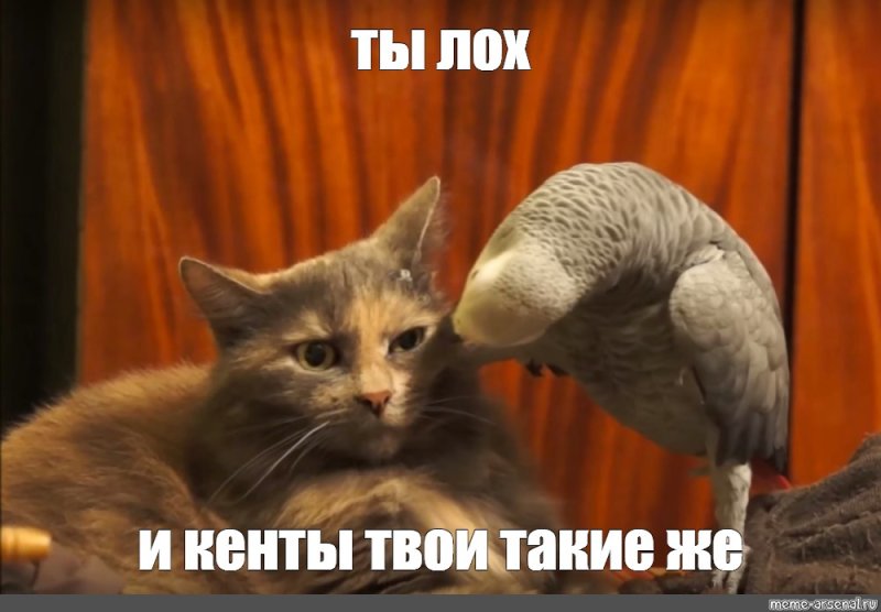 Попугай с котом
