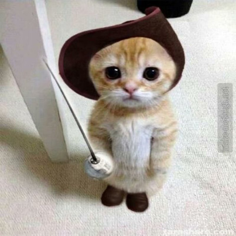 Коты на аватарку