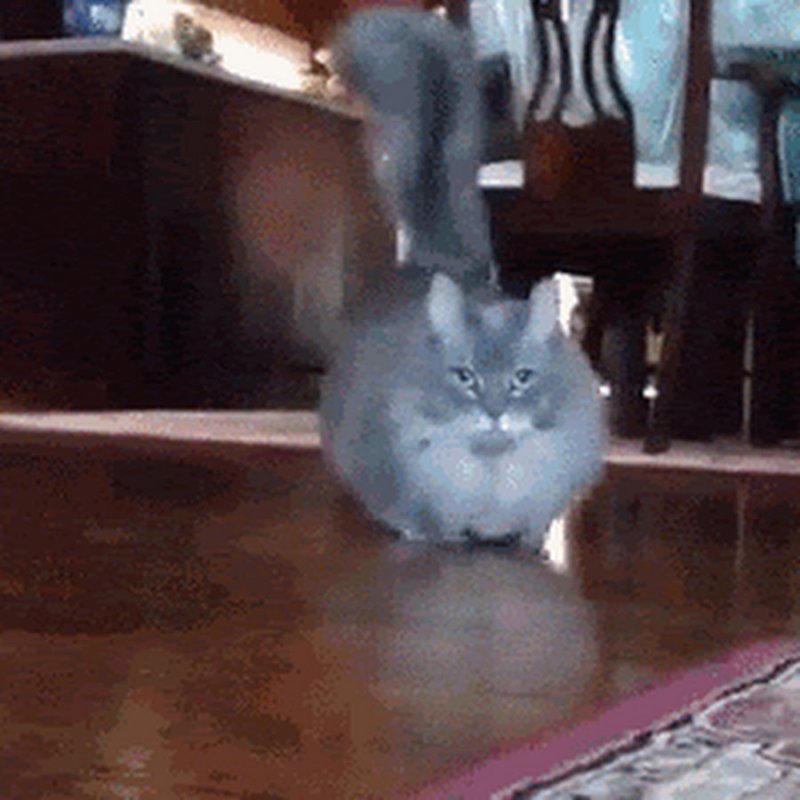 Гиф кот с короткими лапами