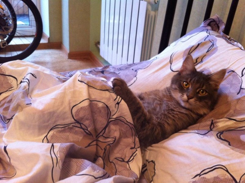 Кот в кровати