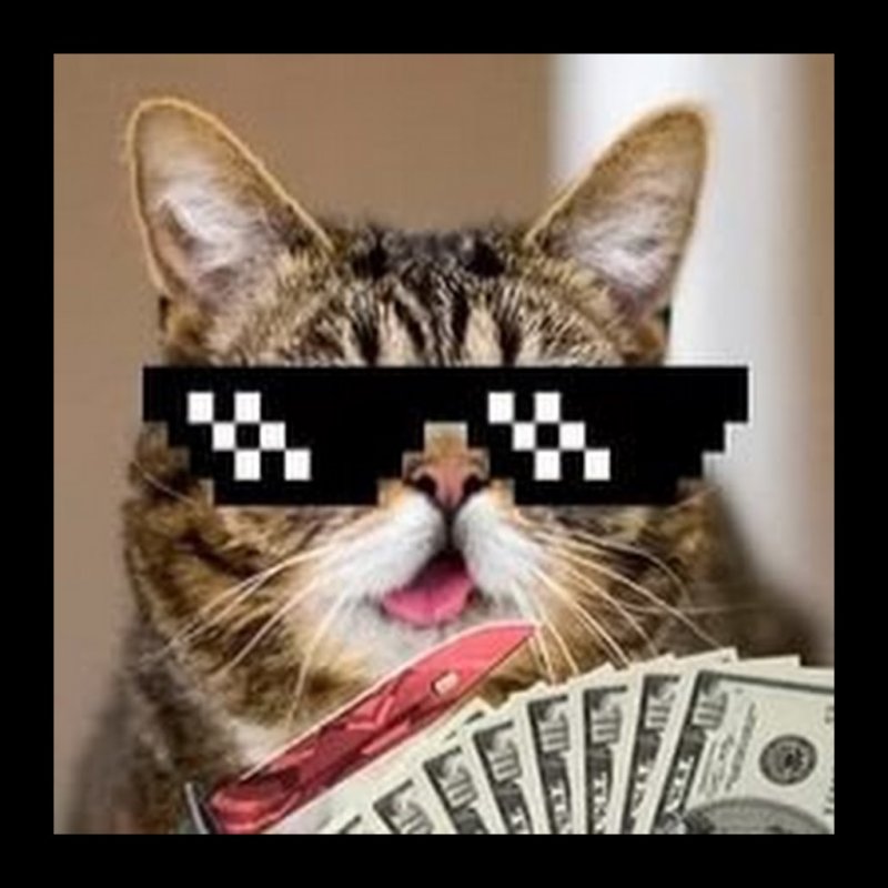 Картинки КРУТЫХ котов