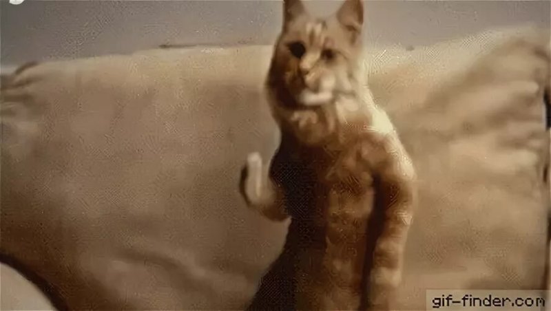 Котик танцует гифка