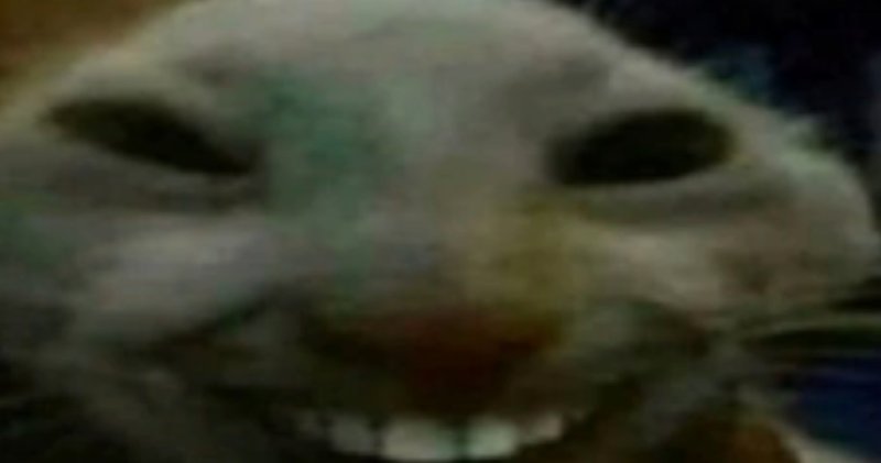 Кот улыбается с зубами