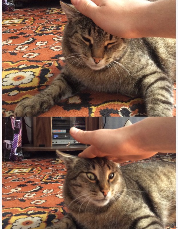 Кот которого сильно гладят