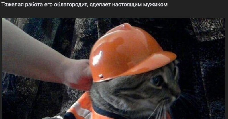 Котенок в каске