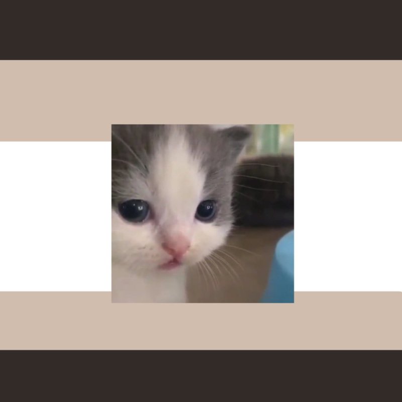 Невдупленыш котенок Мем