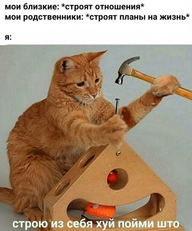 Мемы про котиков