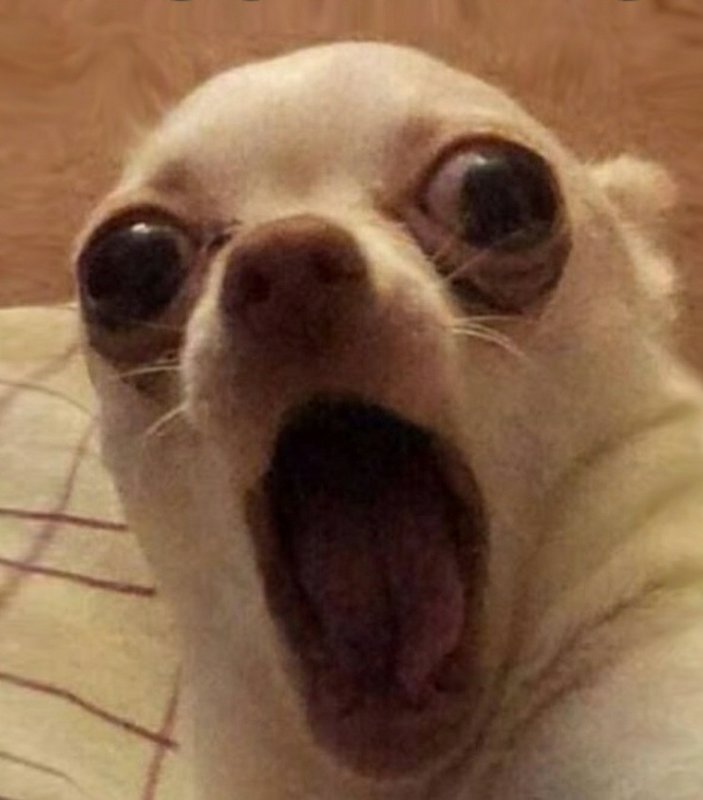 Мемы с собаками