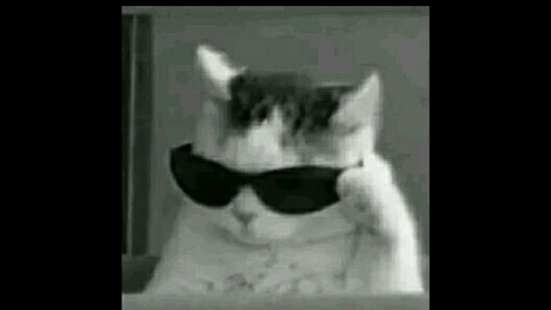 Кот в очках Мем