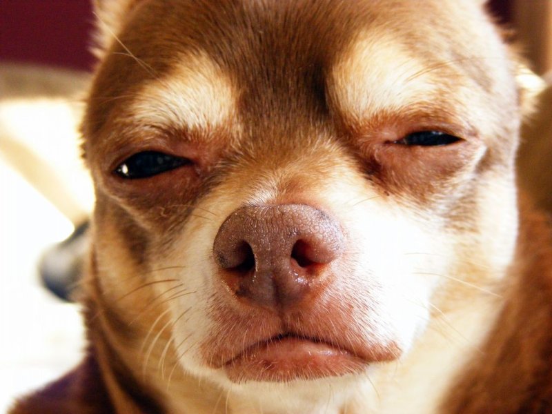 Чихуахуа щурится