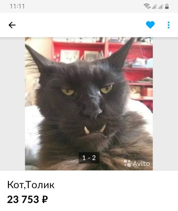 Смешные котята с авито