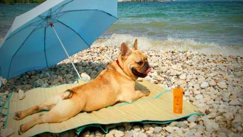 Собака на пляже