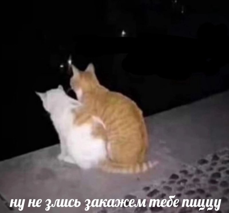 Кот любовь Мем