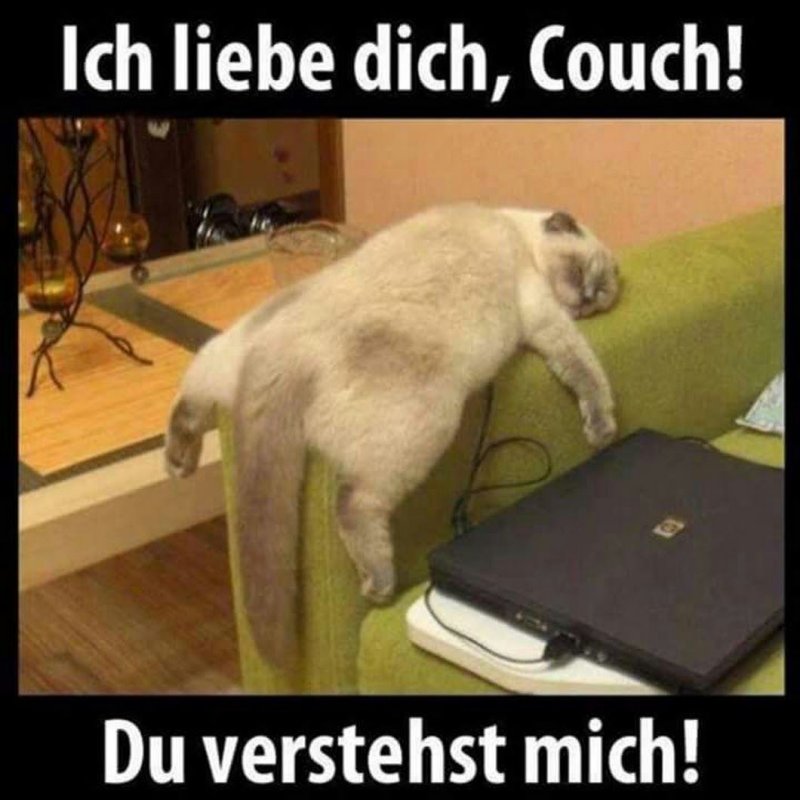 Ленивые коты